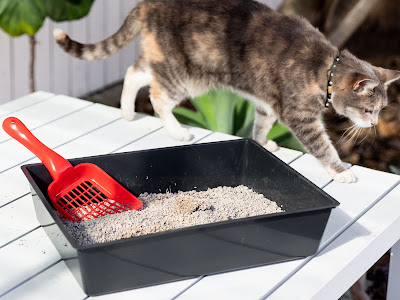 Consejos para limpiar correctamente la caja de arena para gatos