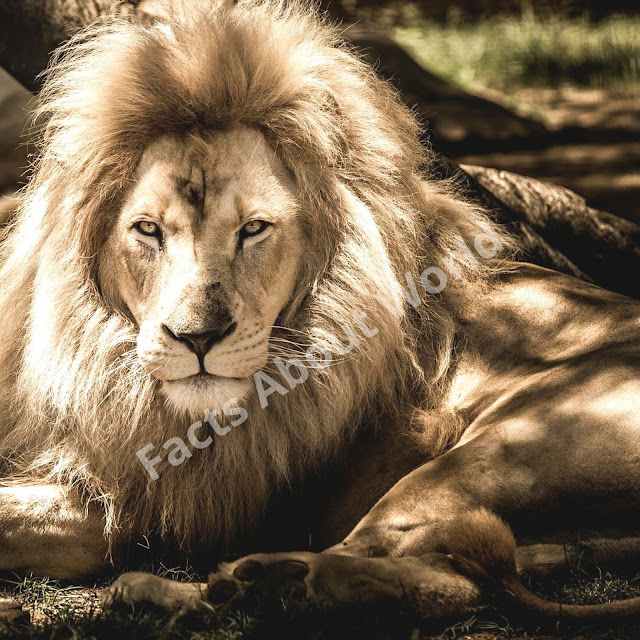 Lion Breed, Roar, Gender, Cubs, Hunting, Habits and Facts