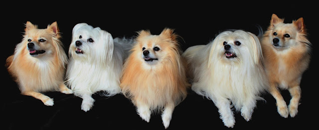 White Pomeranian Dog Price in India