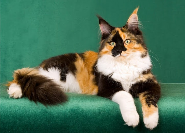 Maine Coon Cat – Kucing raksasa yang ramah dan penurut