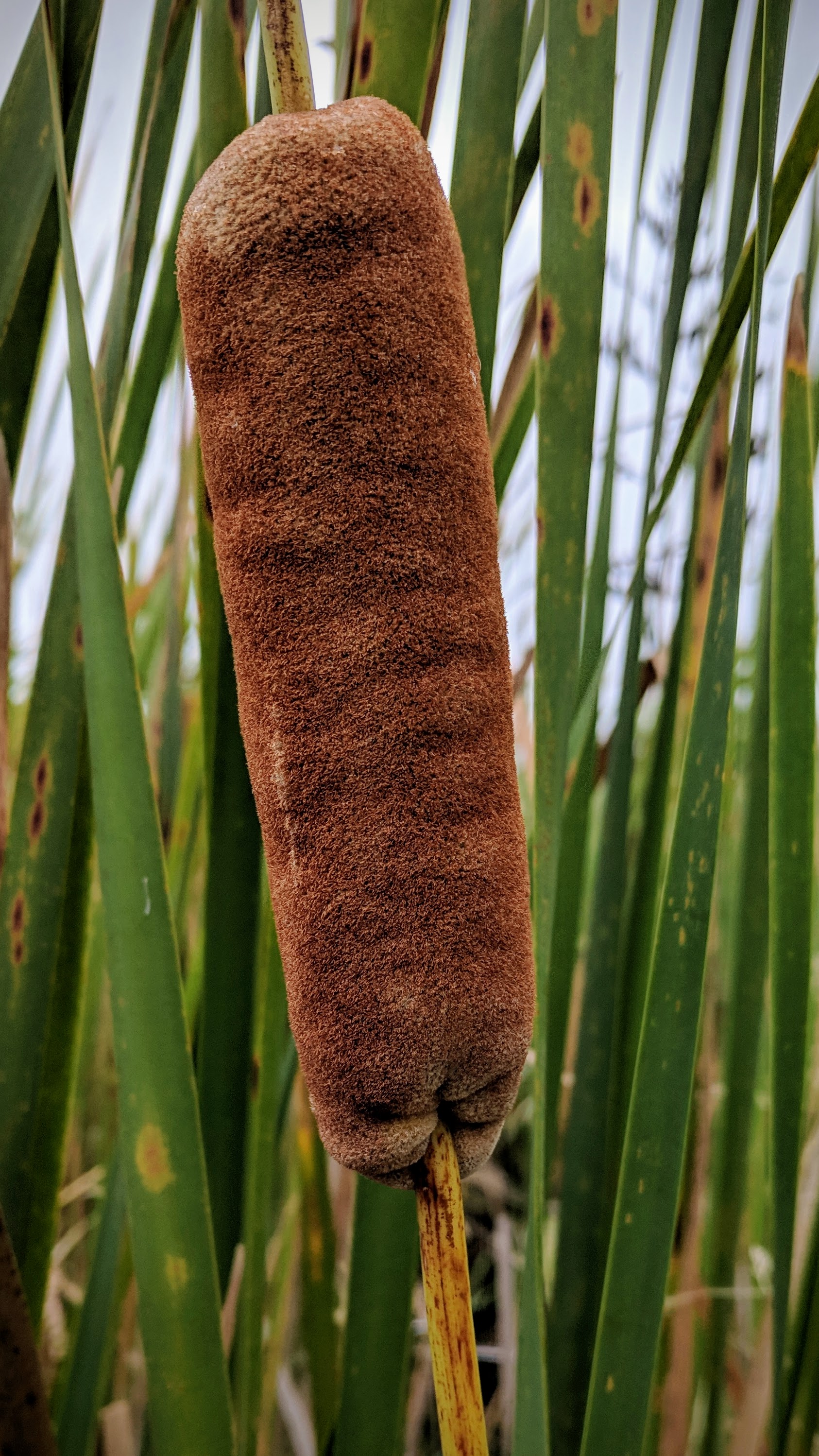 Bulrush (Typha orientalis) a perennial herbaceous plant in the genus Typha