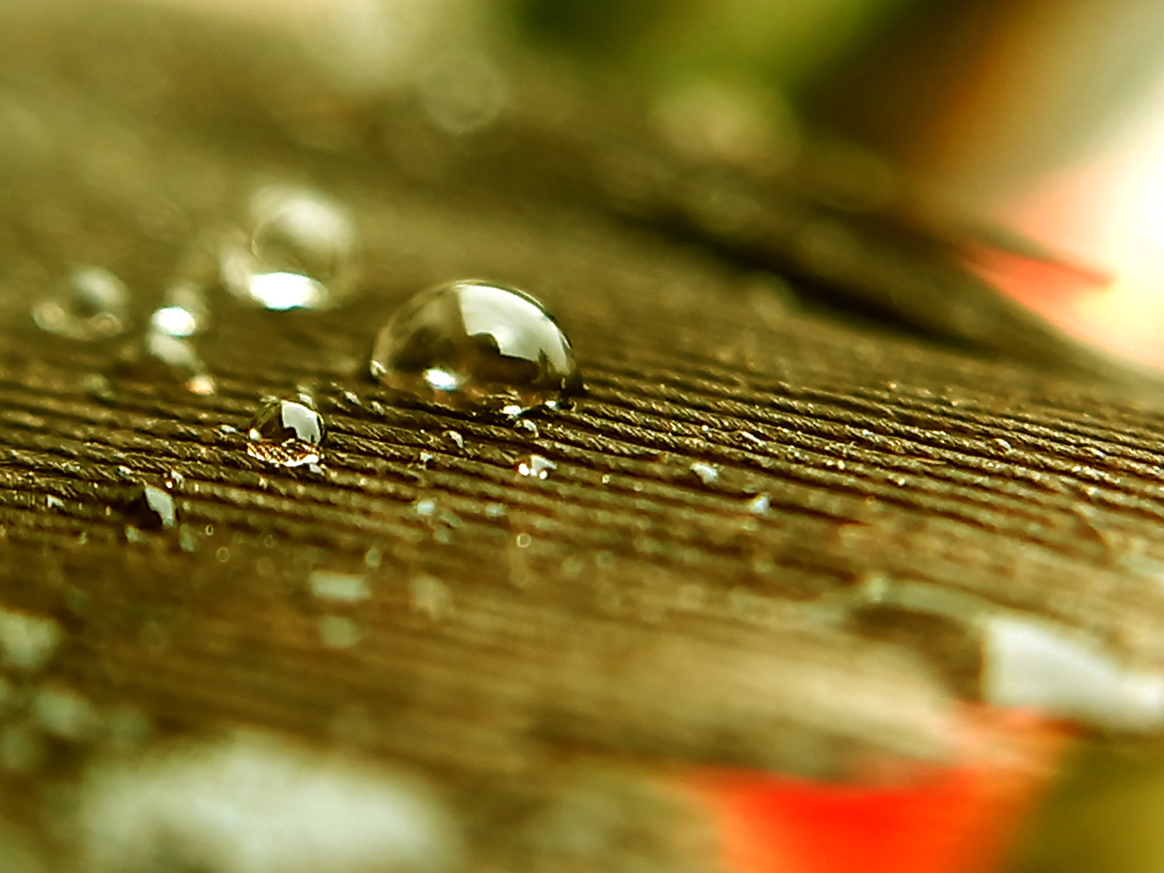 Water Droplets On Feather