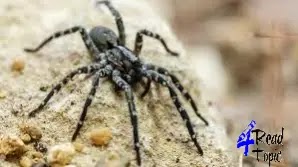 Wolf Spider
