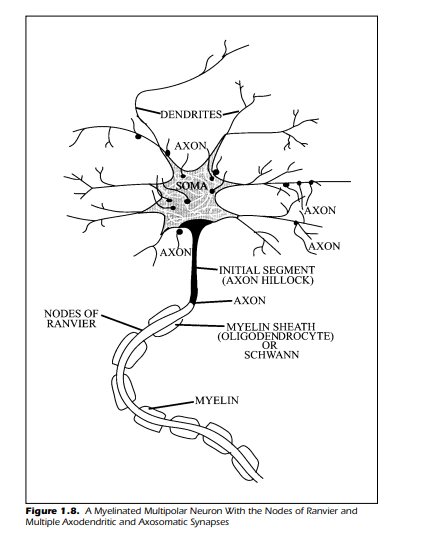 A Myelinated Multipolar Neuron With the Nodes of Ranvier and Multiple Axodendritic and Axosomatic Synapses