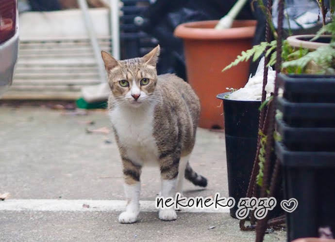 ねこ散歩で会った猫さん
