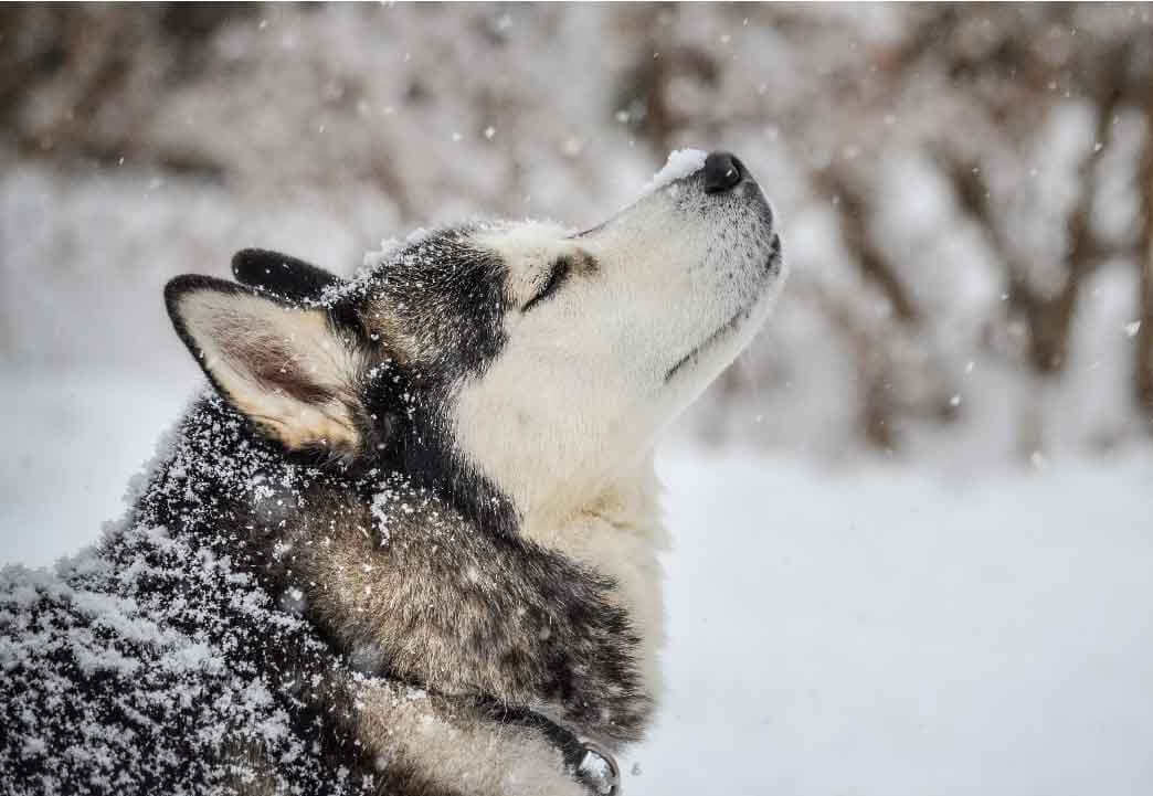 Border Collie croisé Husky: ce chien croisé est-il celui qu'il vous faut?