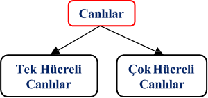 tek hücreli canlılar, çok hücreli canlılar