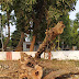 पिथौरा : पिथौरा में गौरव पथ निर्माण के लिए काटे जा रहे हरे भरे वृक्ष बचाने की मांग,,,,,,दुर्ग ,कुम्हारी ,महासमुंद के  पेटर्न में वृक्षों को स्थानांतरित कर पुनर्रोपित करें - डॉ पाणिग्राही ,,,,,