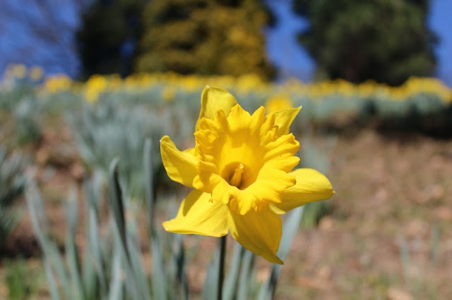 PARCO BURCINA BIELLA NARCISO