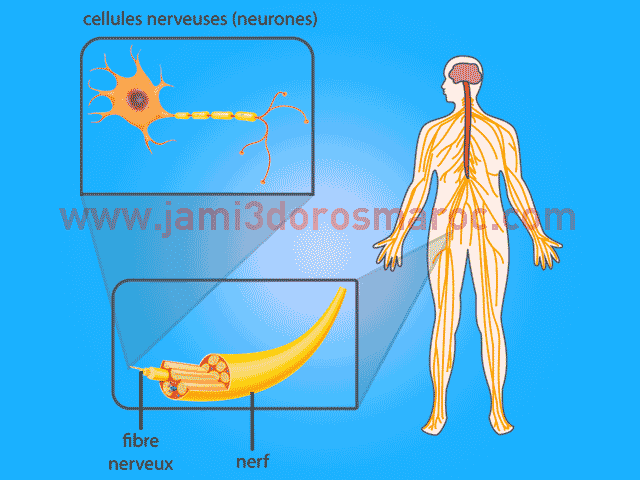 le système nerveux - La sensibilité consciente svt 3ac