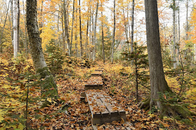 Sentier Transcanadien board walk in fall forest.