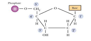 Gambar 3.6. Mononukleotida (gugus phosphat, gula 5 karbon, basa nitrogen) (Coady 2010)