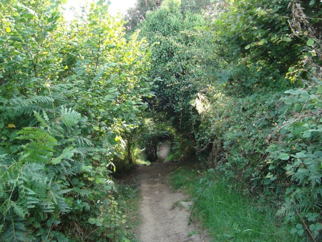 Path via the Woods - Three Cliffs Bay