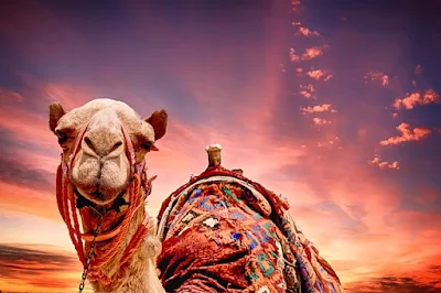 camel from Immersion