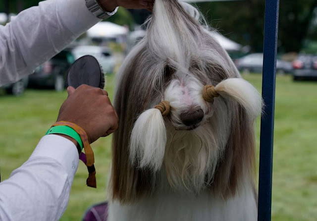 Выставка собак Kennel Club 2021 ( Нью-Йорк)