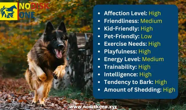 German Shepherd Dog  Characteristics
