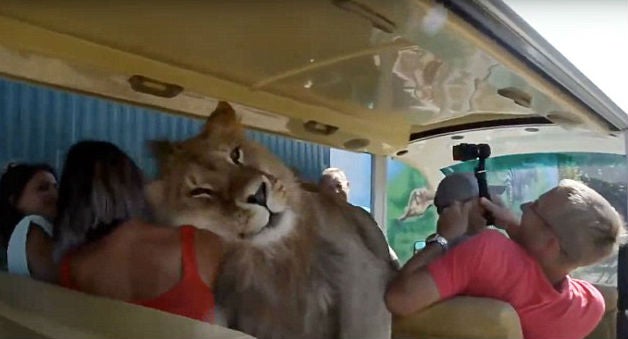 Молодой лев залез в автобус, полный людей, в поисках объятий и внимания! Видео