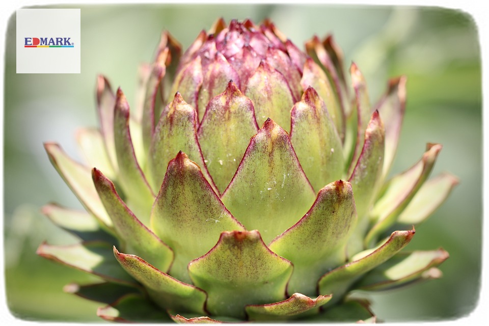 Artichokes Are A Strange But Healthy Food