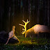 Forest Deer Photoshop Manipulation