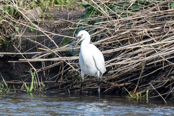 Little egret