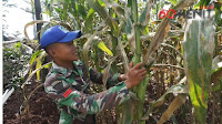 Panen Jagung di Sub Ketahanan Pangan Sektor 22 Citarum Harum