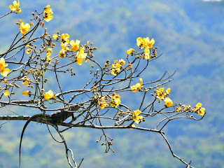 Flowering Buttercup Tree and Iguana