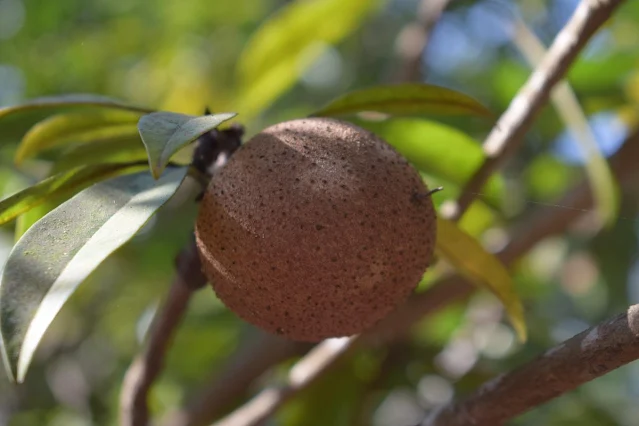 Sapodilla fruit