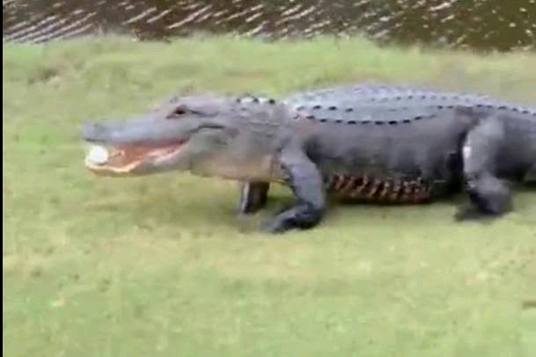 Alligator walks off with golfer's ball at Mississippi course