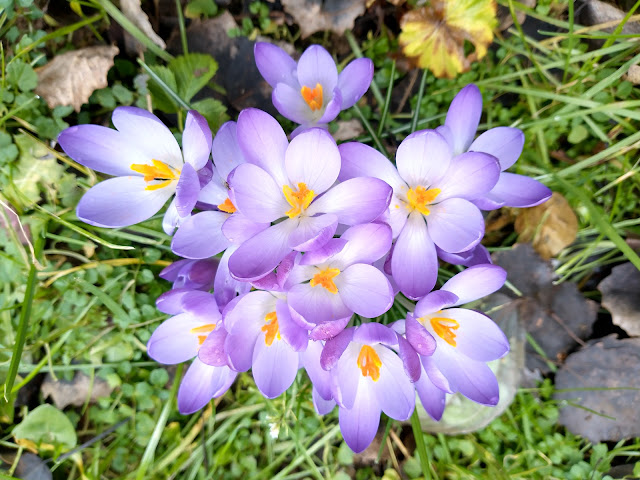 Crocus tomassinianus in our back lawn