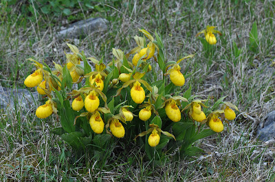 Cypripedium parviflorum - Yellow lady's slipper - Moccasin flower care
