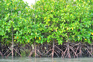 Global mangrove alliance dilancarkan pada tahun