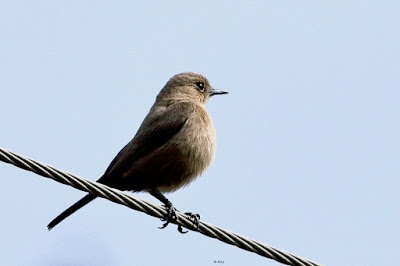 Brown Rock Chat - Oenanthe fusca Brown Rock Chat