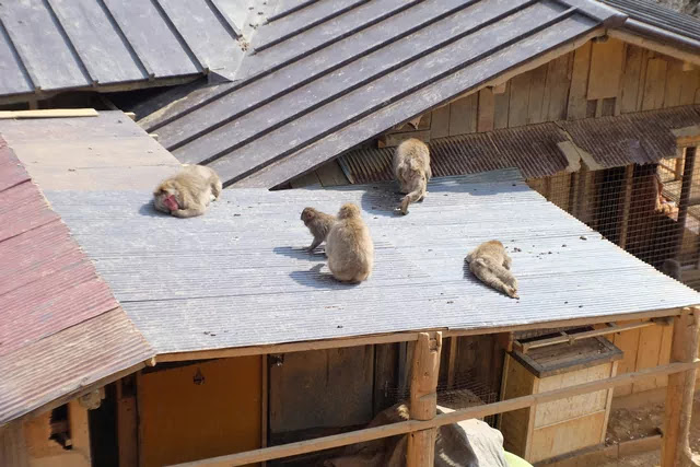 屋根の上で出るサルたち