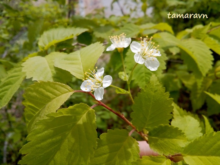 Вишня Максимовича / Черёмуха Максимовича (Cerasus maximowiczii, =Prunus maximowiczii, =Padus maximowiczii)