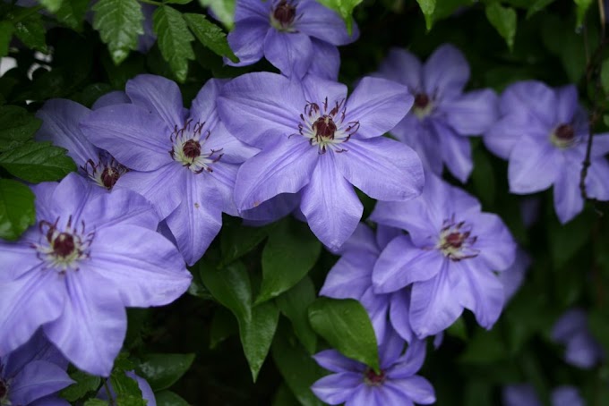 Cvijeće Clematis (Radost putnika; Starčeva brada)