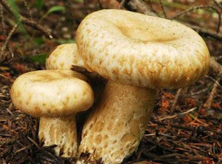 Lactarius scrobiculatus