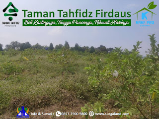 Pohon-Pohon Jambu Kristal di Taman Tahfidz Firdaus sudah aktif berbuah dan dipanen