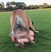 A Walk to Remember: When a Playful Big Dog Steals the Spotlight