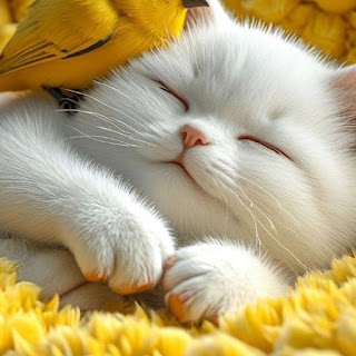 The Caty