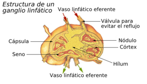 Ganglio linfático