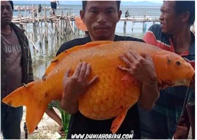 ikan mas danau toba