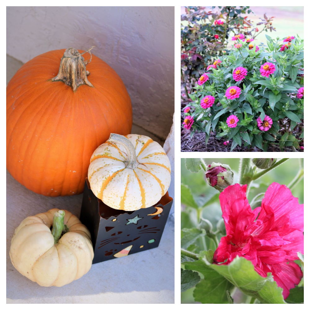 fall-snippets-hollyhocks-flowers-pumpkins-gardens