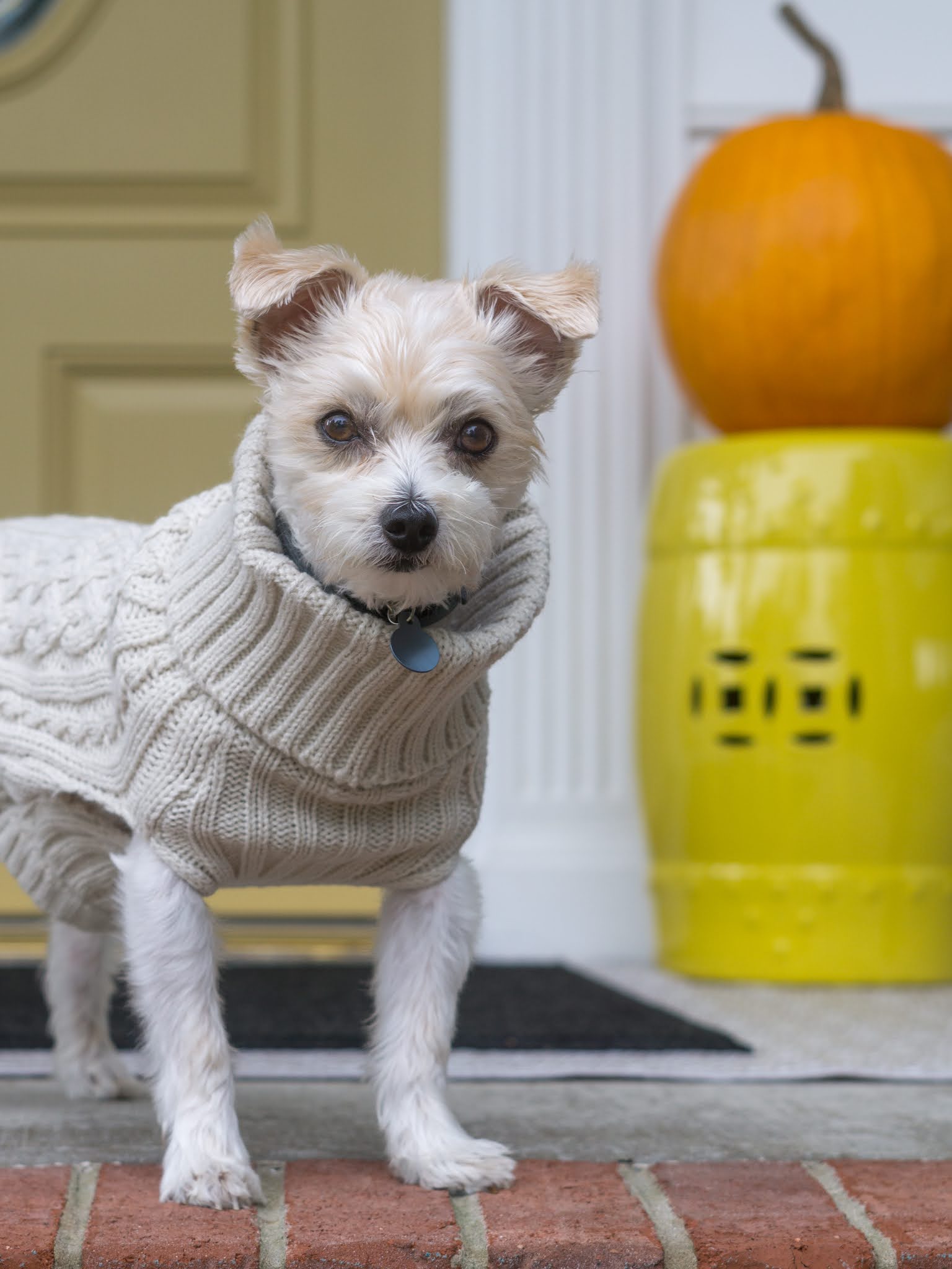 Dog in a Sweater