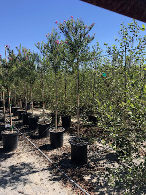 Desert Willow