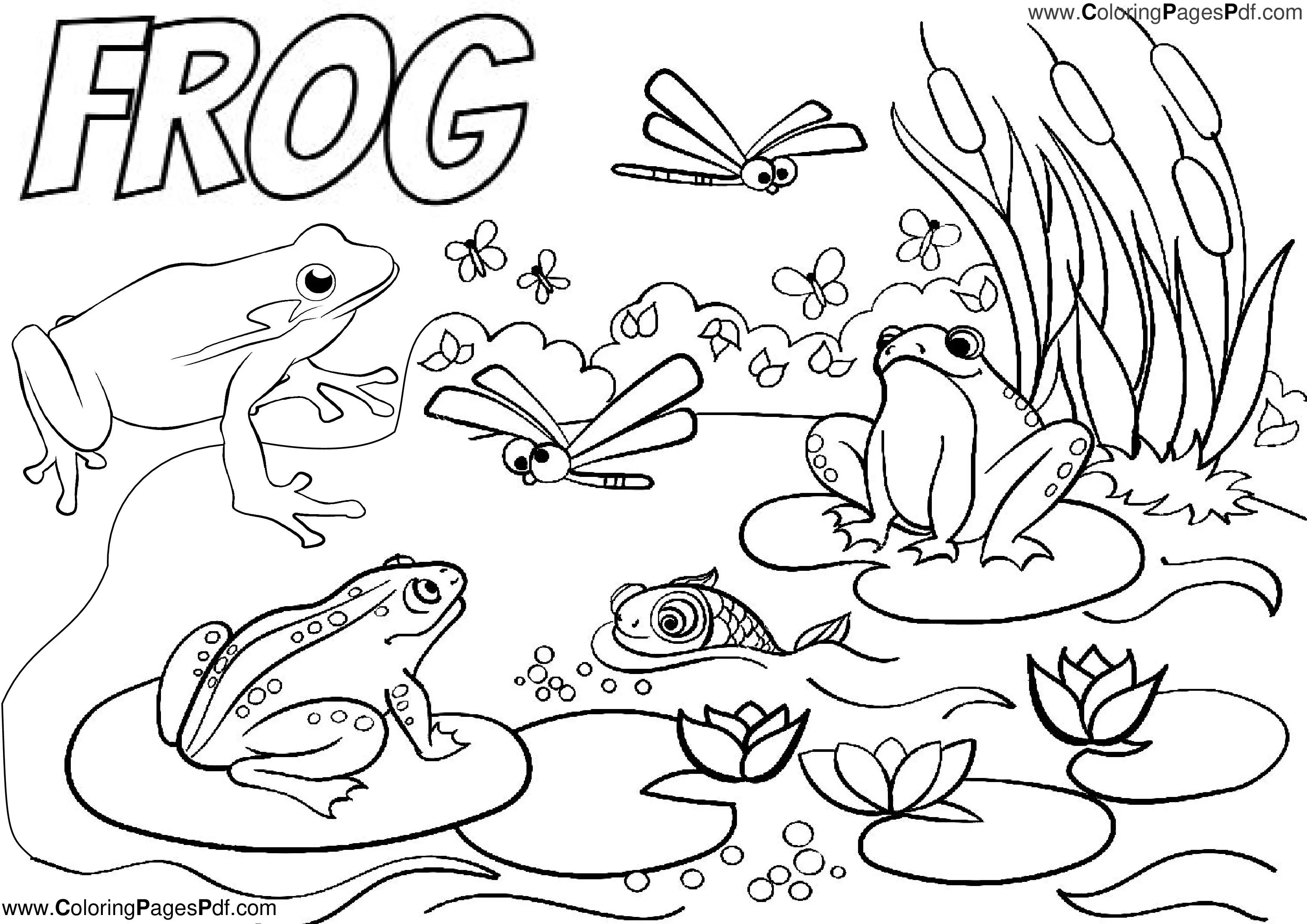 Realistic frog coloring pages