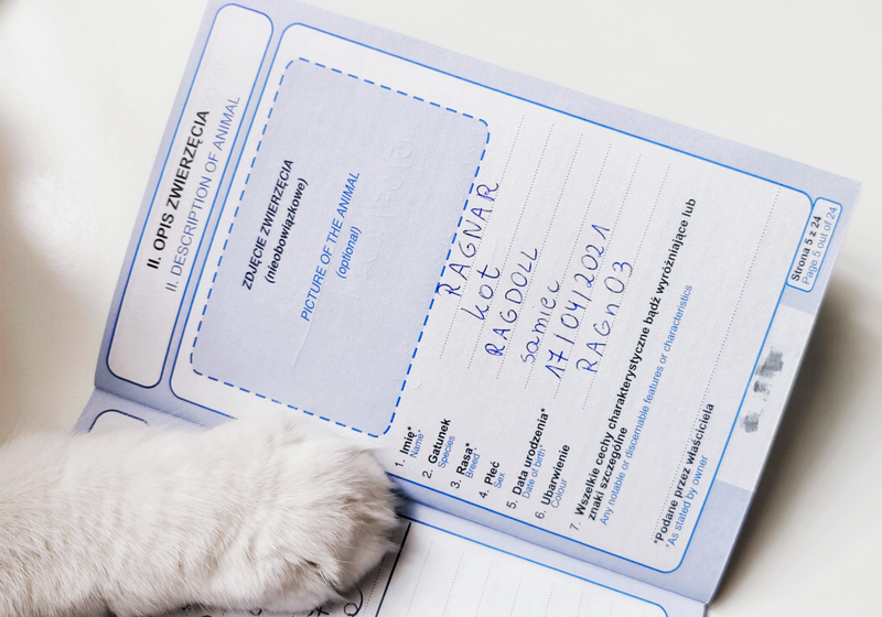 paszport dla kota, wyrobienie paszportu dla kota, gdzie paszport dla kota, ile kosztuje paszport dla kota, kto robi kocie paszporty, kiedy można zrobić kotu paszport, paszport kota wymagania, koci paszport, wyjazd z kotem za granicę, podróż z kotem do innego kraju, wyjazd z kotem wymogi, zasady przewozu kotów za granicę