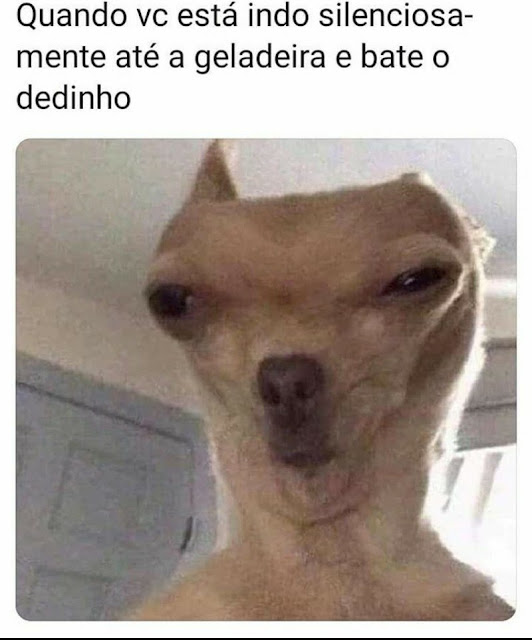 64 memes de cachorro para você ter na manga