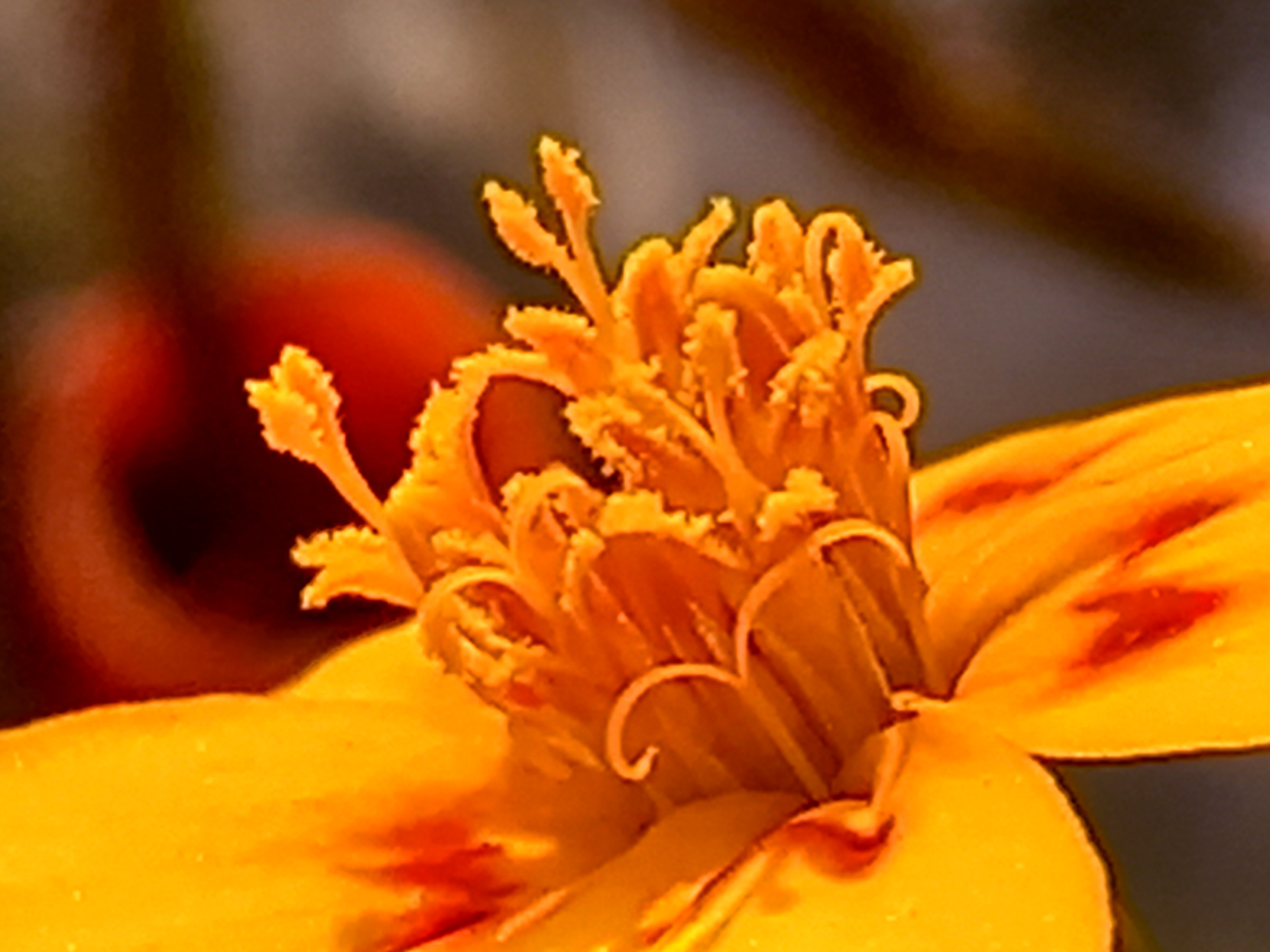 French Marigold Flower Images