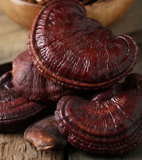 Scope of Ganoderma mushroom cultivation in India