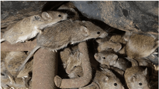 Cara Mengusir Tikus Membandel di Rumah, Tanpa Racun!